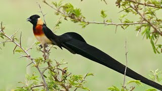 طائر هويدا طويل الذيل سبحان الله longtailed paradise whydah [upl. by Elwee732]