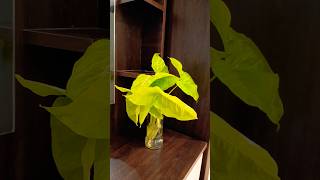 Syngonium podophyllumWater propagationindoor plantoutdoor plantnew planting [upl. by Alexio]