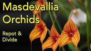 How to Repot and Divide Masdevallia Orchids  Clive Halls Mt Beenak Orchids [upl. by Ettesil]