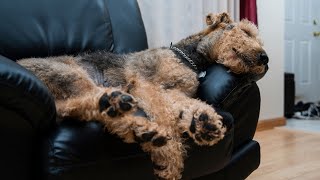 Airedale Terriers at the Dog Park Behavior amp Tips [upl. by Tiebout]