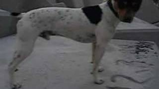 Bodeguero Andaluz y Labrador Video 2 [upl. by Jerusalem]