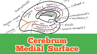 Cerebrum  Medial surfaceSulci and gyri World of Anatomy [upl. by Brok]