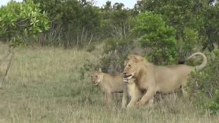 Earless greetings  Matira Safari Maasai Mara [upl. by Iur]