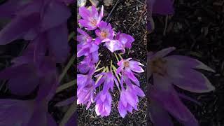 Wild Mountain Thyme White Antelope scotish song [upl. by Yrtneg774]