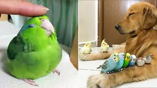 Smart And Funny Parrots Parrot Talking Videos Compilation 2023  Cute Birds 36 [upl. by Hastie104]