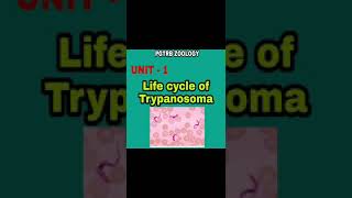 PGTRB ZOOLOGY UNIT 1 Life Cycle of Trypanosoma [upl. by Evadnee812]