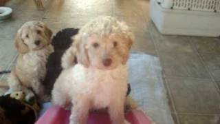 Labradoodle Theodore growingup 4wks old [upl. by Airehs]