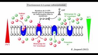 فيديو جديد و مميز  النقل النشيط le transport actif الجزء الاول [upl. by Nirmak]