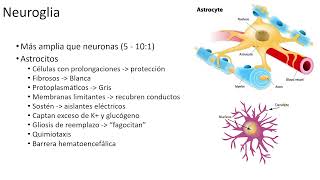 Neuroanatomía 22 neuroglia [upl. by Einwahr]