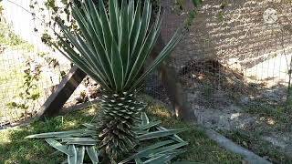 Agave Angustifolia ou Piteira do Caribe dicas e curiosidades desta planta Jardinagem é Cultura [upl. by Voss233]