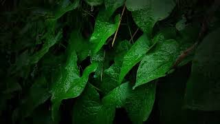 RELAXING Raindrops on leaves Close Up  rain sounds for sleeping 1 hour rain sounds for sleeping [upl. by Eislek478]