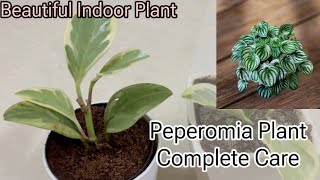 Peperomia की Complete Care  Beautiful Indoor Plant  पेप्रोमिया प्लांट की केयर 🪴 [upl. by Leidag]