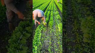 Grow Coriander at home in waterDhaniya उगाने का सबसे आसान तरीका Coriander in hydroponicharvest [upl. by Nallek]