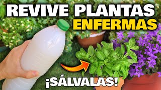 CURA y RESUCITA PLANTAS ENFERMAS o Secas con este ABONO CASERO Fertilizante Revive Plantas [upl. by Annaigroeg]