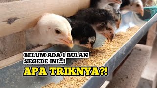 KETEMU SOLUSINYA Cara agar Ayam Cepat Besar Lebih Untung [upl. by Loren]