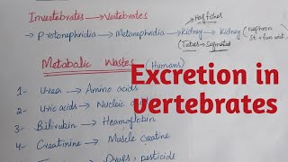 Excretion in vertebrates class 12 biology chapter 1 [upl. by Loretta813]