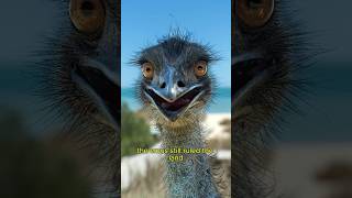 The Great Emu War A Battle Against an Army of Birds [upl. by Acinelav]