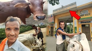 भाई आज सब काम छोड़ के College Aana Pada Hamari Cow Pareshan Ho Gayi 😍animal [upl. by Yblocaj]