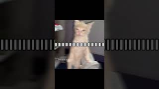 ITS A CALMING NOTION notion therareoccasions songoftheday cat  funny catsofyoutube catedit [upl. by Stoll]