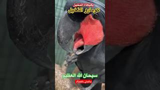 بغبغاء النخيلPalmiye papağanı parrot Parrot of the palm treeبغبغاءاكسبلورהכוכב now now [upl. by Nedra]