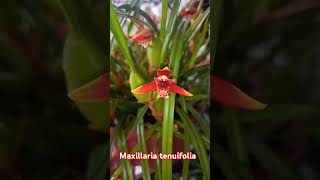 dicas Maxillaria tenuifolia [upl. by Frymire80]