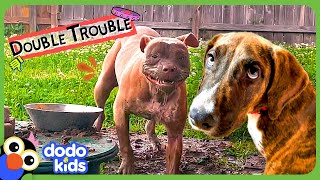 These Dogs Keep Making The BIGGEST Messes  Dodo Kids  Bad Boys And Girls [upl. by Carolee]