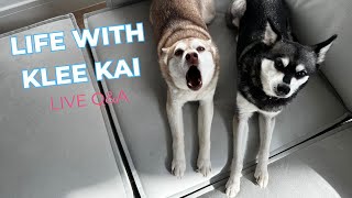 Unveiling the Secrets of Life With Klee Kai Live QampA [upl. by Aniuqahs]