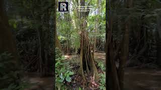 Pterocarpus Forestforyou puertorico travel viralvideo turismo forest nature boricua fauna [upl. by Eugenides469]