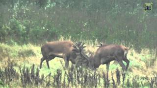 Edelherten gevecht Weerterbos 20130926 Natuurkanaal [upl. by Cathe]