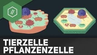 Tierzelle vs Pflanzenzelle  REMAKE [upl. by Goldfinch]