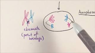 4 Substages of Meiosis1 Prophase1  Leptotene   Zygotene   Pachytene  Diplotene [upl. by Ardine111]