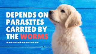 How long after Deworming will your puppy poops worms [upl. by Heppman371]