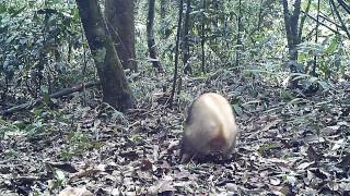 Wildlife Thailand  Hog Badger Arctonyx collaris [upl. by Ddot]