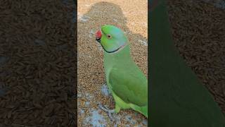 Parrot talking mummy 🥰🦜😱🎉🥰shorts mithu parrot mummy ringneckparrot popat 🥰😱🎉🎉 [upl. by Avilo827]