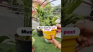 Winter plant care tips🪴❄️winter plantcare plants home urvann homedecor [upl. by Burtis665]