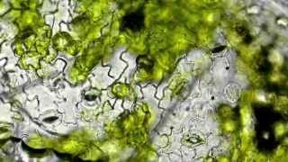 Demonstration of Stomata on a Leaf Peel  MeitY OLabs [upl. by Lebatsirhc]