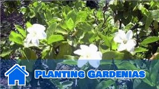 Gardening Tips  Planting Gardenias [upl. by Olegna956]