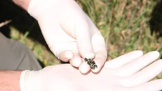 Keeping an eye on Northern Corroboree Frogs in the wild [upl. by Aihset170]