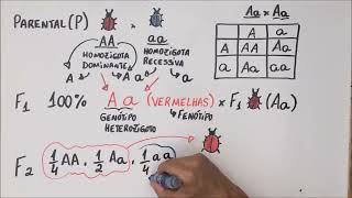 1ª Lei de Mendel  Genética  Resumo Professor Gustavo [upl. by Merissa]