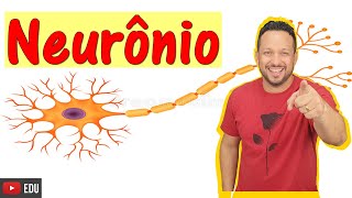 Neurônio  Características Função e Partes  Tecido Nervoso  Histologia Animal [upl. by Enneirdna]