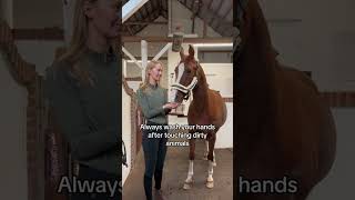 🤢🥴🛁🧼 equestrian pferde horses horse trending funny fun horseriding riding hest cheval [upl. by Kask]