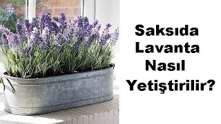 Saksıda Lavanta Nasıl Yetiştirilir [upl. by Wilone]