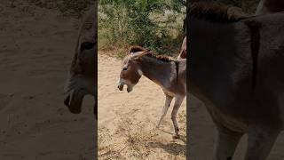 shortsfeed ghanda animals ytshorts ghadha horse [upl. by Zsa]