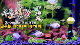 골라미 키우기ㅣ수초항의꽃 골든볼 라미네지 크라운킬리피쉬 물멍ㅣ20하이큐브ㅣ healing with Golden Ball Ramirezi amp Clown Killi fish [upl. by Gearard]