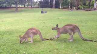 Kangaroo in love [upl. by Camilla]