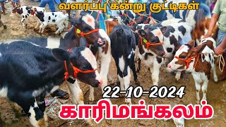 karimangalam cow market Biggest HF cow Jersey cow market Dharmapuri district [upl. by Spillar]