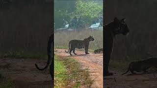 Collarwali Tigress With Cubs Karhandla Zone 31st October 2024 [upl. by Lydell]