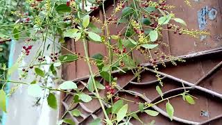 MiswakpeeluSalvadora Persica Tree Full information Urdu Hindi [upl. by Sellig]