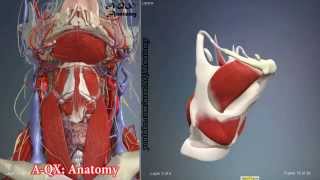 Larynx Muscles  3D Human Anatomy  Organs [upl. by Kilan134]