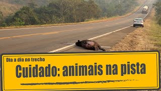 Cuidado animais na pista [upl. by Aenel]